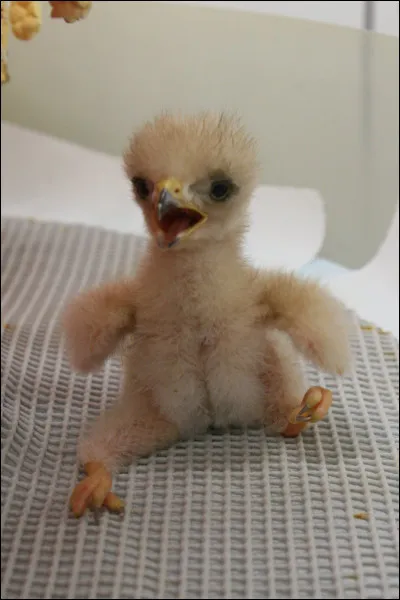 Déclassement technologique du matériel industriel, suite à l'apparition d'un matériel plus moderne !