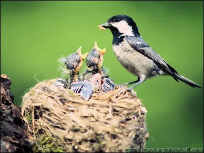 Apophyse du cubitus formant la saillie du coude !