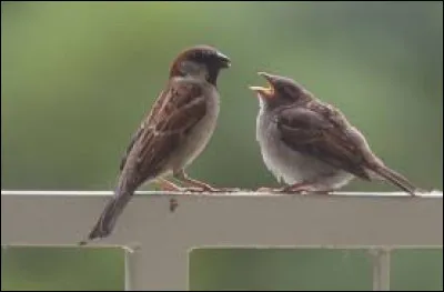 Mammifère ongulé sauvage, intermédiaire entre le cheval et l'âne !
