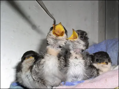 Inflammation du tissu osseux !