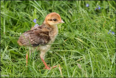 Poisson marin jaunâtre !