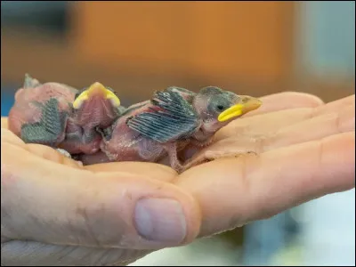 Animal marin ressemblant à une étoile de mer !