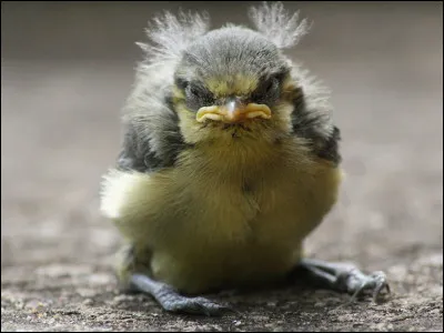 Petit burin plat dont se servent les graveurs !