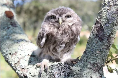 Concrétion minérale calcaire contenue dans l'oreille interne de l'être humain, mais également chez certains animaux !