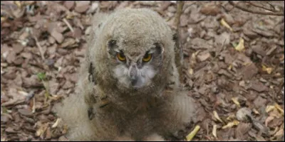 Terrain mitoyen de la maison et planté d'arbres fruitiers !