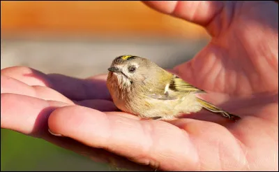 Drogue de charlatan, très en vogue au XVIIe siècle !