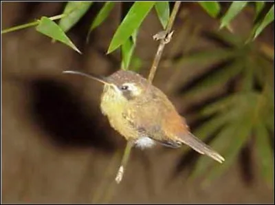 Longue ceinture en soie des Japonais !