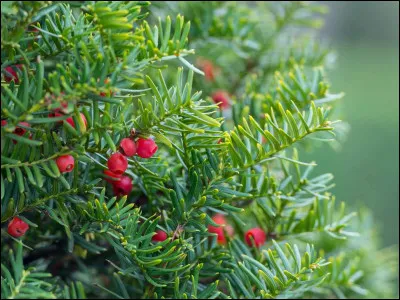 Quel est le nom latin de l'if commun ?