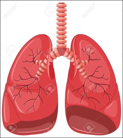 Comment s'appellent les conduits présents dans les poumons ?
