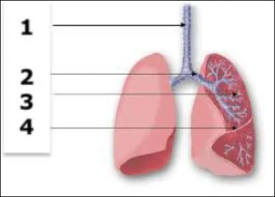 Annoter le schéma ci-dessus.