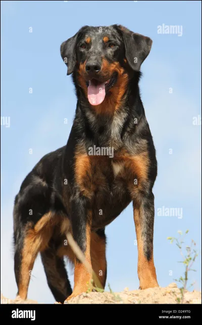 Peux-tu trouver la race de ce chien ?