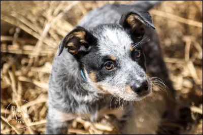 Quelle est cette race ?