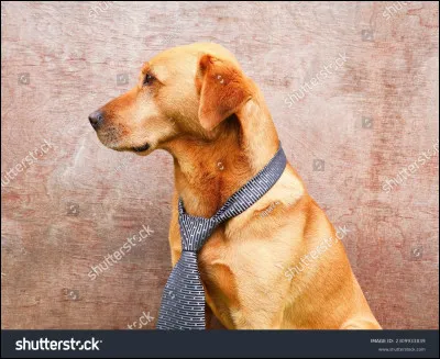 De quelle race s'agit-il ?