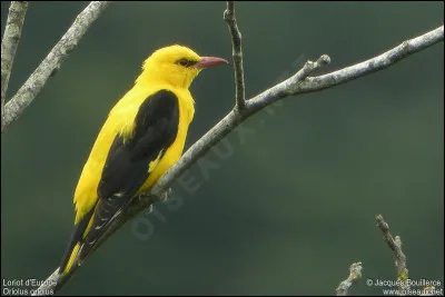 "Les Méchantes Dames", livre de 1995, est dû à...