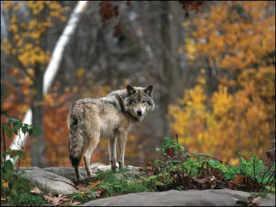 Trouvez le titre de cette chanson d'Henri Salvador que vous connaissez et qui commence par les paroles "Une chanson douce que me chantait ma maman, en suçant mon pouce, chaque soir en m'endormant" !