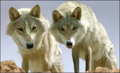 Quel est ce film de Jean-Jacques Annaud ?