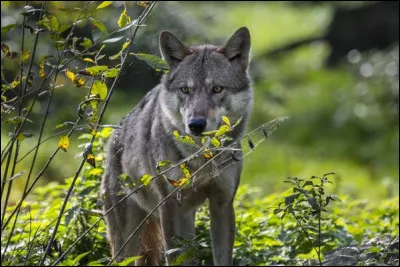 Le loup, en France est-il considéré comme un animal protégé ou un animal nuisible ?