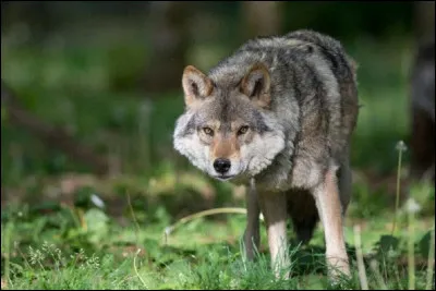 Allez ! Histoire de vous faire une fleur, si vous trouvez le muflier, je vous l'offre !