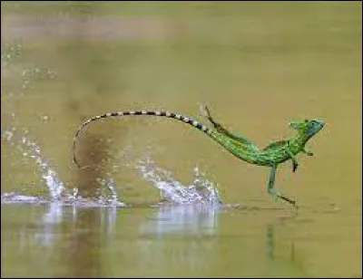 Sciences et Nature : Quel est le nom de ce reptile qui court sur l'eau ?