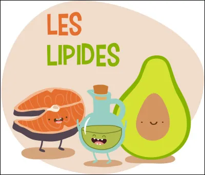 Dans la mesure des apports nutritionnels alimentaires, à quoi correspondent les lipides ?