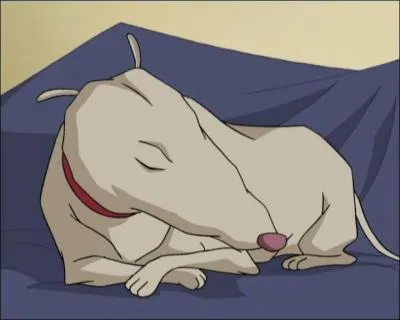 Kiwi est le chien de ?