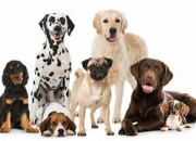Test Quelle race de chiens te correspond le mieux ?