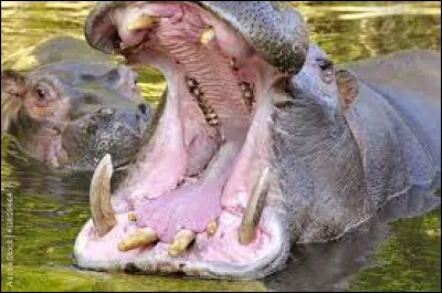 Quelle lettre faut-il remplacer pour obtenir une miséreuse ?