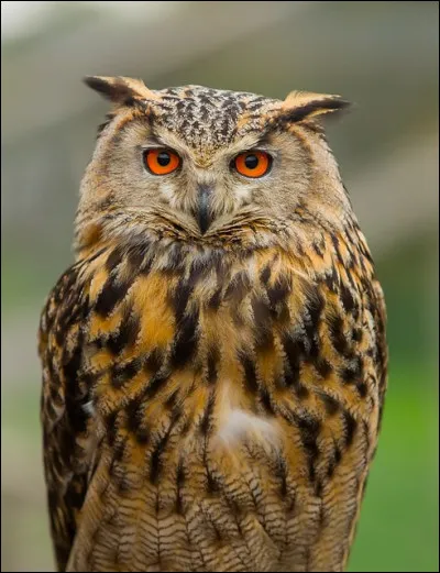 Hibou grand-duc dEurope : Quel est son nom latin ?