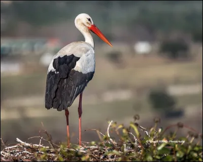 Cigogne blanche : Quel est son régime alimentaire ?