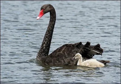 Cygne noir : Le cygne noir est légèrement plus grand en taille que le cygne blanc.