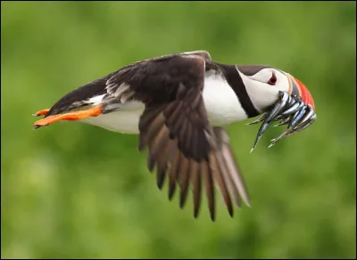 Macareux moine : Combien le macareux moine a-t-il d'œufs par pontes ?
