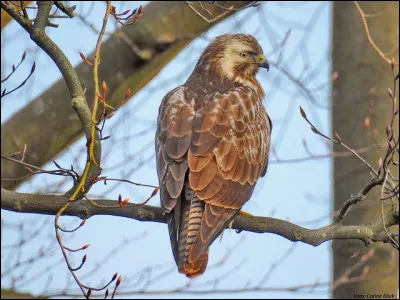 Buse variable : Il est...