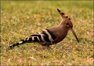 Huppe fasciée : Quelle est son espérance de vie ?