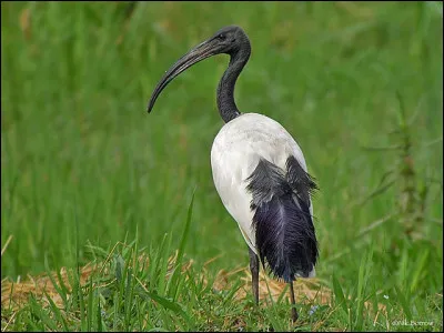 Ibis sacré : Quel est son lieu de vie ?