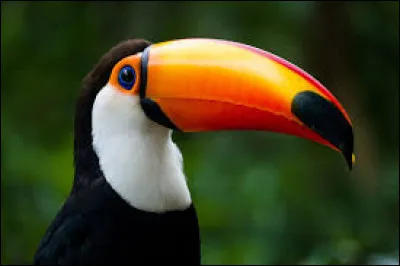 Toucan toco : À quoi lui sert son bec ?