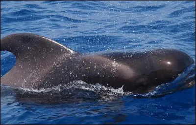 Comment appelle-t-on la baleine-pilote ?