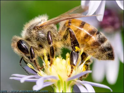 Je te dis ''abeille'', quelle est ta réaction ?