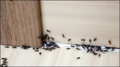 Insectes dans la maison riment avec...