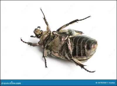 Tu vois un scarabée sur le dos. Que fais-tu ?