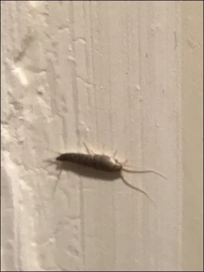 Dans les toilettes, tu rencontres un insecte que tu ne connais pas. Quel est ton réflexe ?