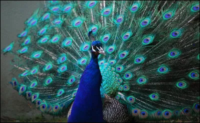 Pour quelle raison principale le paon mâle dresse-t-il les plumes de sa queue en éventail ?