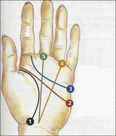 Laquelle de ces lignes est la ligne de vie ?