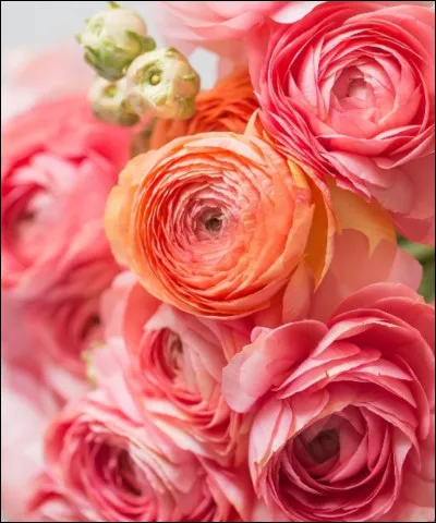 Les tournesols, les coquelicots, les tulipes, les roses, toutes les fleurs sont belles : qui interprète ''Flowers'' ?