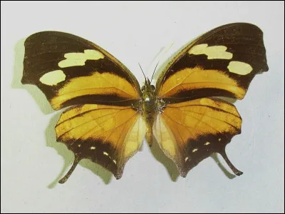 Quel nom portait le chimpanzé qui fumait le cigare, portait un haut-de-forme et allait aux courses ?