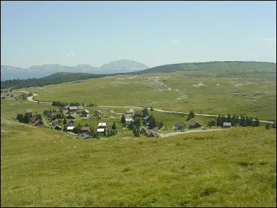 Lorsque le chimpanzé pousse son cri, il...