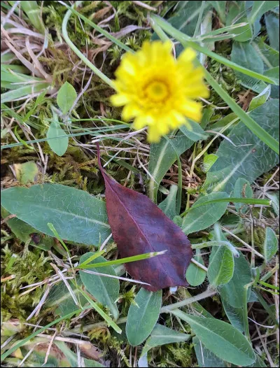 Cette plante épervière, dont la jolie fleur jaune ressemble à un pissenlit, porte une autre appellation ayant un rapport avec un animal et ce, en raison de la forme de ses feuilles.