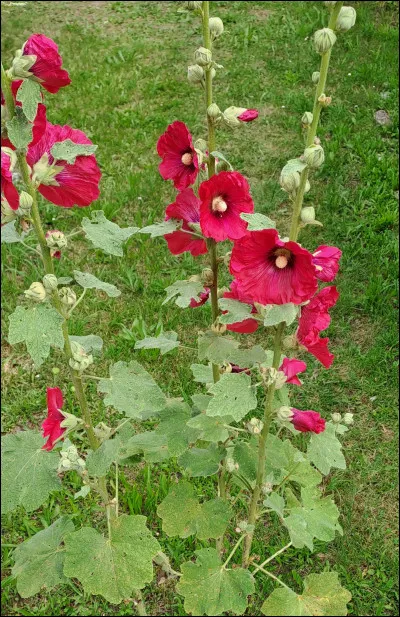 Rustiques, champêtres, vivaces et sans entretien : ces grandes tiges ornées de belles inflorescences en forme d'une coupe, ici : ''...''.