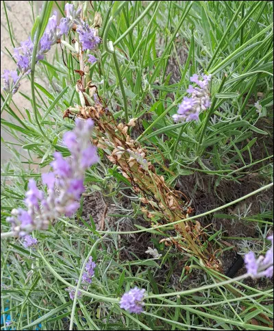 Quelle est cette espèce de plante bleue très odorante que butinent avec délice les abeilles, guêpes et autres agents travailleurs !