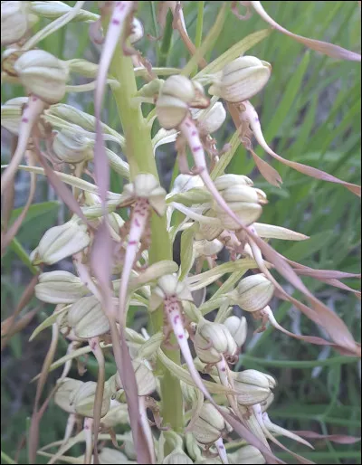 Cette plante est dite Orchis, mais si elle a un rapport avec un animal de ferme, vous percevrez aisément une odeur de...