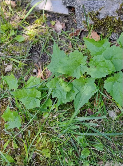 La laitue des murailles aime les terrains en friche et ombragés. Si on parle de botanique, avec quoi ses graines sont-elles en rapport ?
